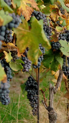 Bunches of grapevines. grapevine. Big bunches of red juicy ripe grapes are hanging on a vine, in sunlight. grapevine foliage faded in the hot sun. Grape Growing. grape harvest. sunny autumn day.