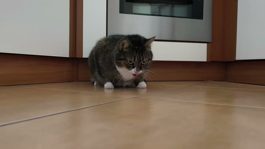 Domestic tabby cat vomiting on the kitchen floor