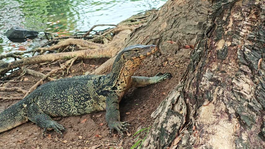 Large lizard rests by tree roots beside water. Reptile lies on bare earth, holding still in close wildlife portrait with alert gaze and textured scales against tangled roots and shoreline debris.