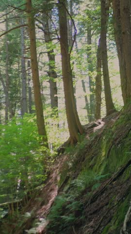 Handheld view of a mossy forest slope and wooded trail near Tannery Falls in Savoy Mountain State Forest, Massachusetts. Hiking. 4K. Vertical.