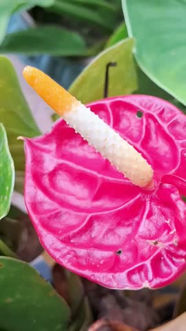 Macro close up shot of vibrant pink Anthurium flower with detailed spadix and green leaves background
