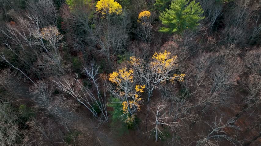 Aerial view of vibrant yellow and green autumn foliage in the Adirondack Mountains during golden hour in Warrensburg, New York, United States.