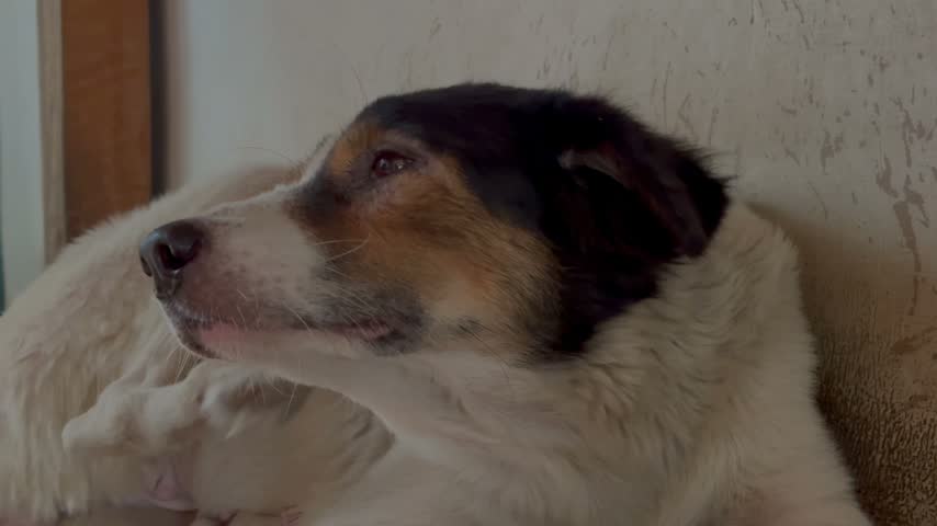 A dog that looks sad is leaning against the wall, its eyes weary as it scratches its ear