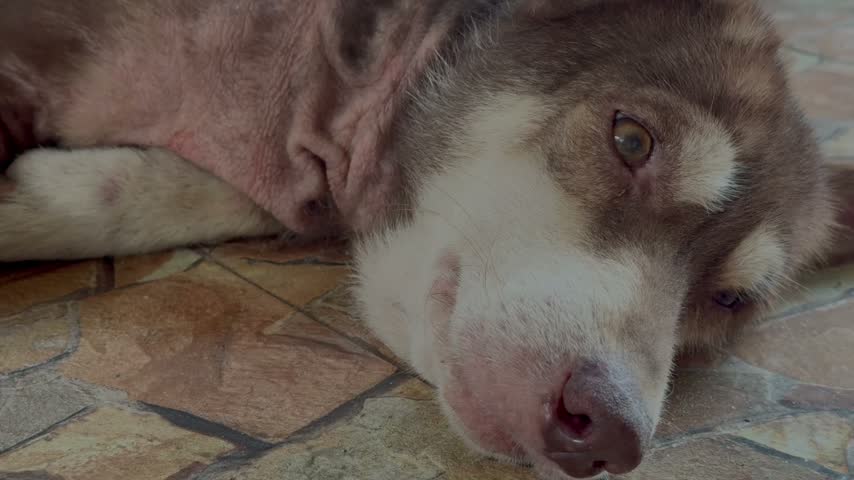 Sad dog lies on tiled floor, eyes weary and heavy