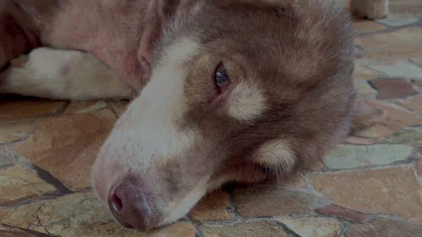 Sad dog lies on tiled floor, eyes weary and heavy
