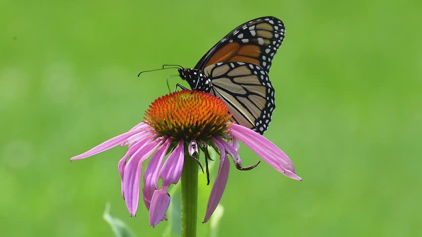 Monarch butterfly, Danaus plexippus, getting nourishment  from the head of a coneflower