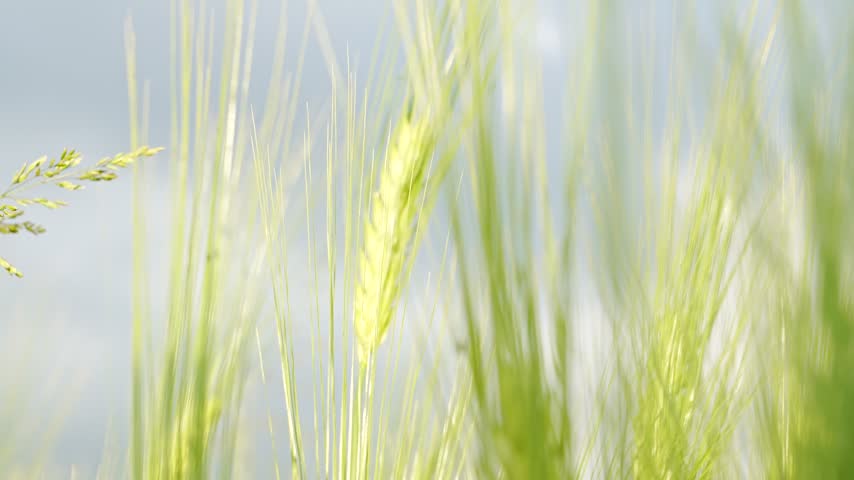 Golden wheat stalks sway gently in a sunlit field. Soft focus background highlights each delicate grain. Light catches the stalks
