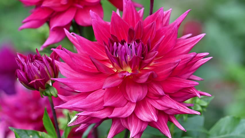 Close up of a vibrant magenta Dahlia Maxi Jocondo flower with yellow and purple core moving in wind in summer garden.