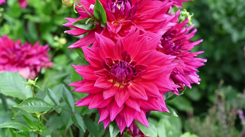 High angle view of a bunch of vibrant magenta Dahlia Maxi Jocondo flowers with yellow and purple core moving in wind in garden.