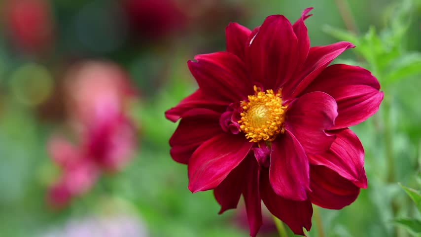 Close up of a vibrant dark red Dahlia Figaro flower with yellow core swaying in wind in summer garden with copy space.
