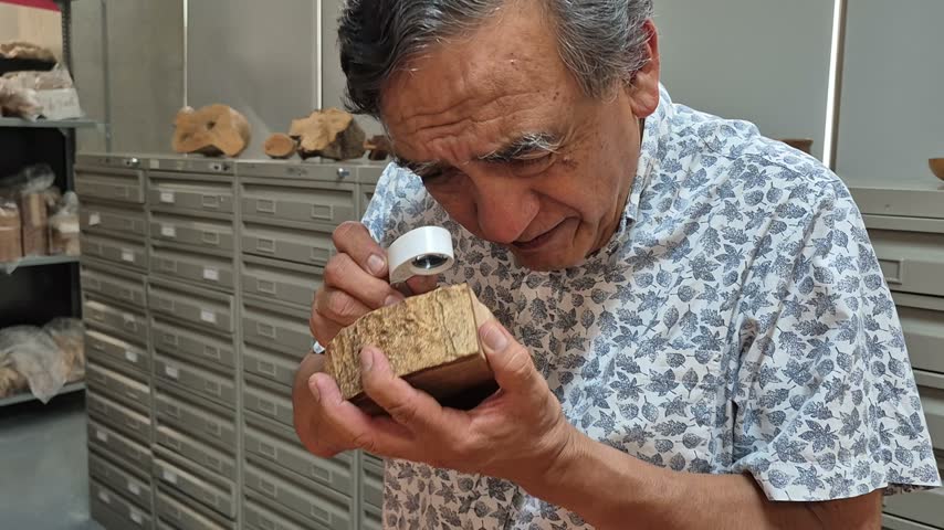 A male researcher examines a wood sample with a magnifying glass in a xylotheque (wood collection) in Xalapa, Veracruz, Mexico.