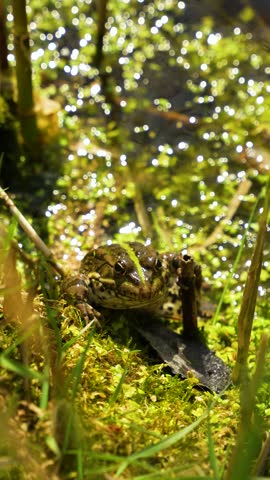 A frog faces the camera from a bed of moss at the edge of a pond in Valais, Switzerland, the sunlit water behind it breaking into points of light. Close up shot