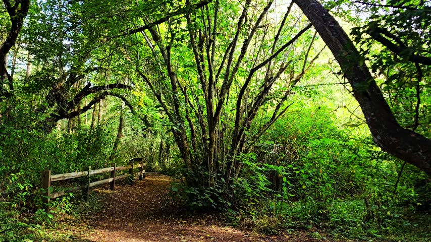 Forest scenery in the pacific northwest 