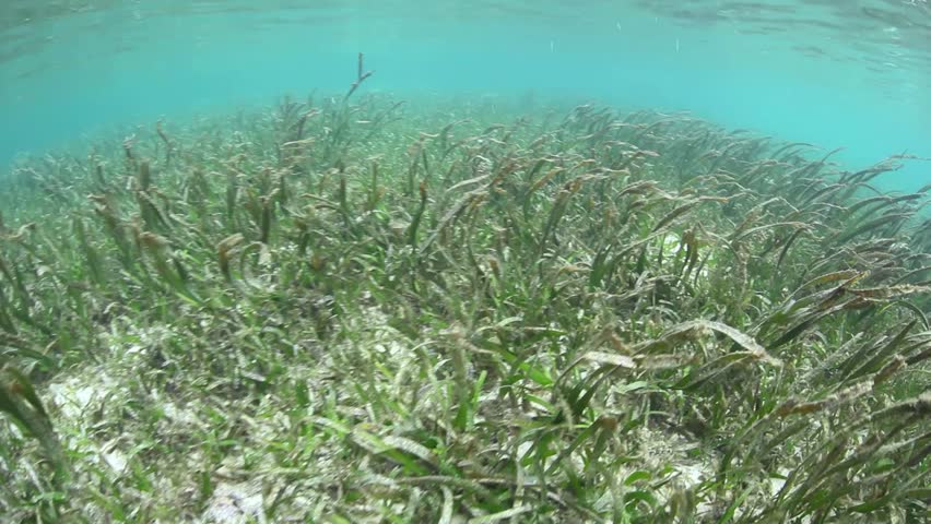 A seagrass meadow, with a variety of seagrass species, grows in the shallows