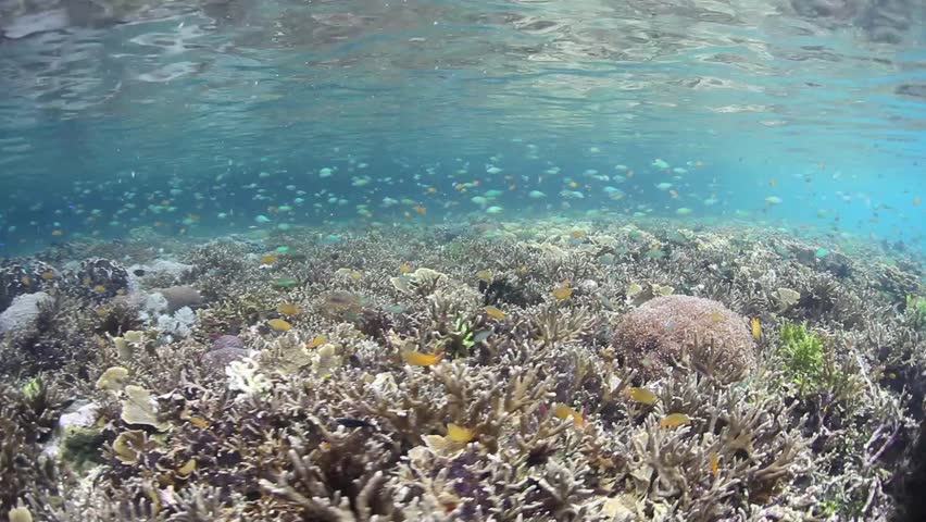 A healthy and diverse coral reef grows in shallow water in Raja Ampat,