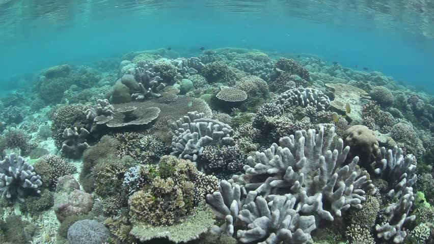 A healthy and diverse coral reef grows in shallow water in Raja Ampat,