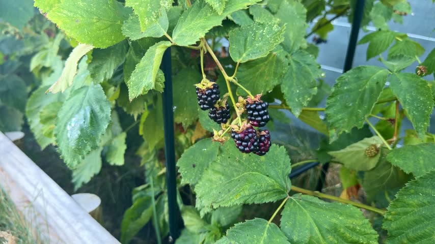 Fixed close-up shot of a child hand picking ripe blackberries directly from a leafy bush in a garden.