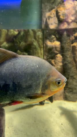 Closeup of red-bellied piranha gliding through aquarium water showcasing sharp teeth and reflective silver scales. Freshwater predator footage ideal for oceanarium, exotic fish collection, underwater