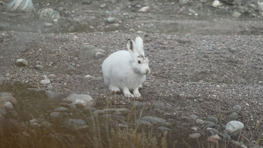 Arctic Hare Looking Around and Sniffing in Kangerlussuaq, Greenland