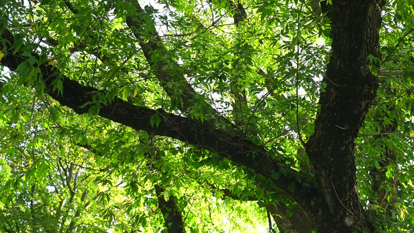 Late summer, early autumn, a park, greenery, and the slightly yellowing leaves of a tree—the boxelder maple (*Acer negundo* L.).