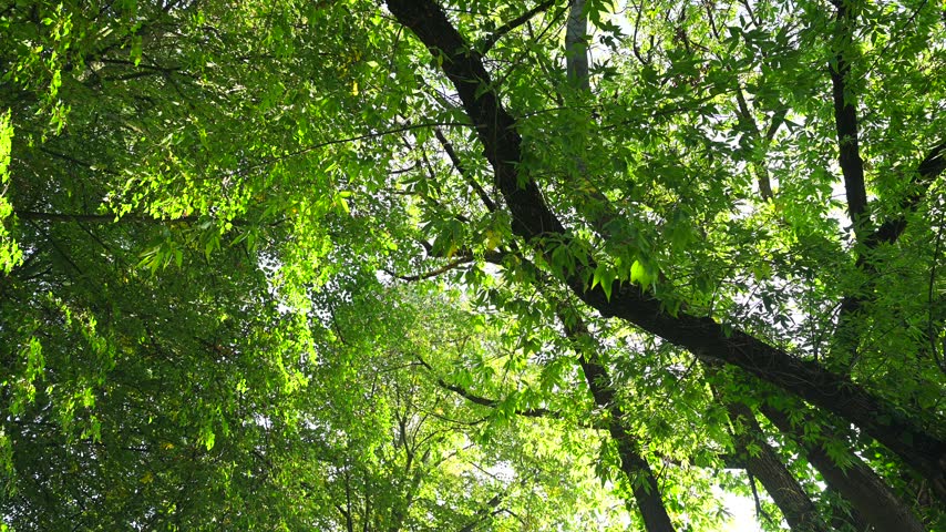 Late summer early autumn, a park, greenery, and the slightly yellowing leaves of a tree—the boxelder maple (*Acer negundo* L.).
