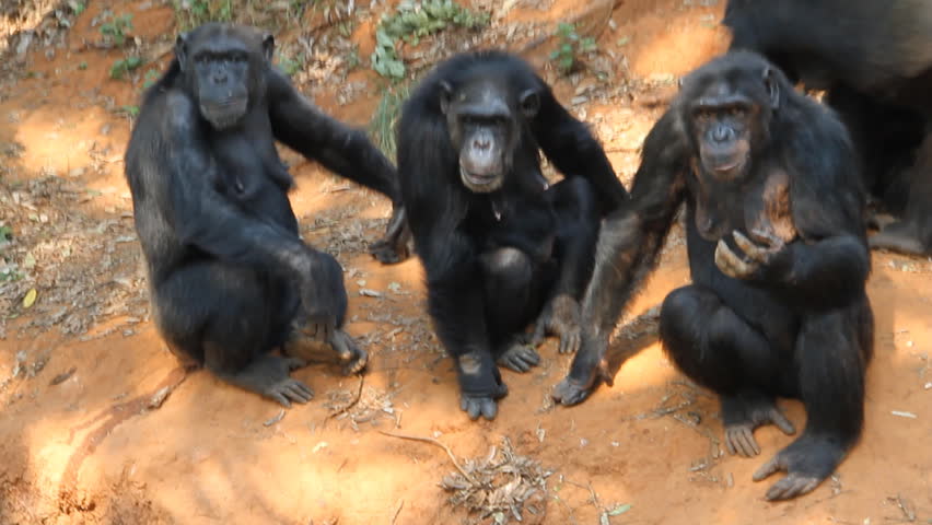 family chimpanzees Stock Footage Video (100% Royalty-free) 4183151