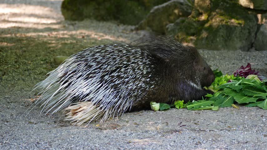 The Indian crested Porcupine, Hystrix indica or Indian porcupine is a large species of hystricomorph rodent belonging to the Old World porcupine family Hystricidae