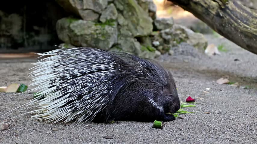 The Indian crested Porcupine, Hystrix indica or Indian porcupine is a large species of hystricomorph rodent belonging to the Old World porcupine family Hystricidae