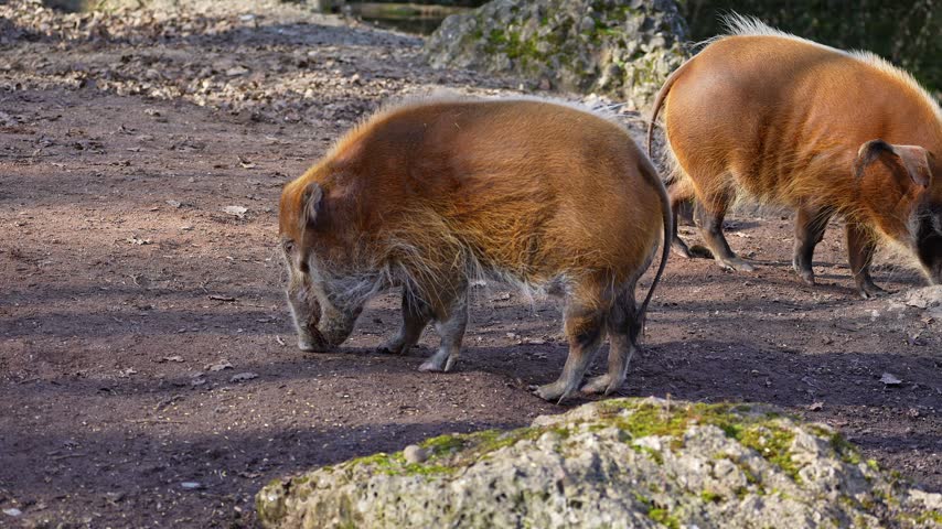 Red river hog, Potamochoerus porcus, also known as the bush pig. This pig has an acute sense of smell to locate food underground.