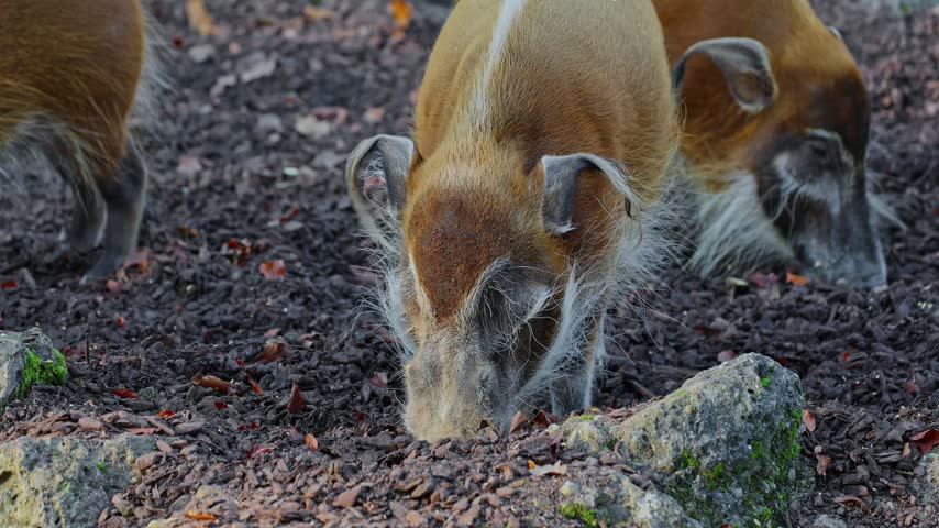 Red river hog, Potamochoerus porcus, also known as the bush pig. This pig has an acute sense of smell to locate food underground.