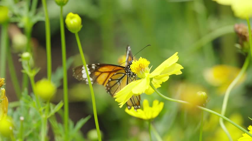 Orange and black butterfly feeding on nectar from a bright yellow cosmos flower, surrounded by green foliage and blooming flowers with soft natural bokeh in a tropical garden.
