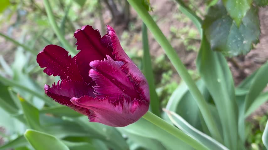 Dark maroon and red color Parrot Tulips (Tulipa) Black Parrot bloom in a garden in May 2023. Idea for postcards, greetings, invitations, posters, wedding and Birthday decoration, background