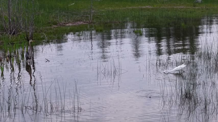 A Great Egret wades across reflective open marsh water bordered by green vegetation