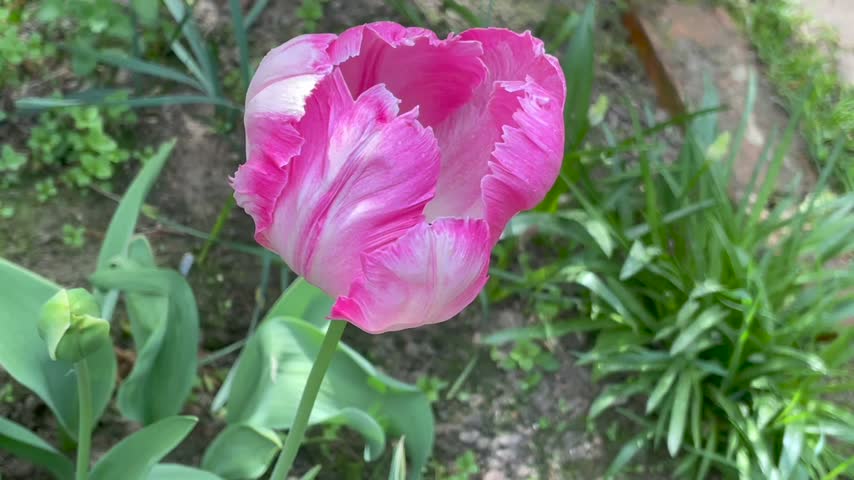Pink and white color Parrot Tulips (Tulipa) Parrot King bloom in a garden in May 2023. Idea for postcards, greetings, invitations, posters, wedding and Birthday decoration, background