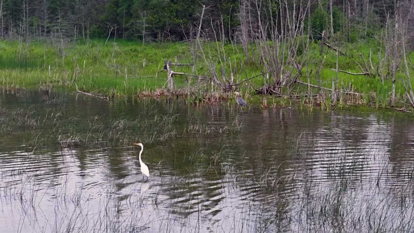 A Great Egret wades through a quiet pond bordered by green marsh plants and woodland