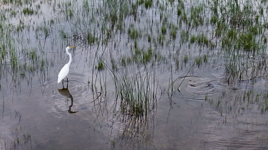 A bright white Great Egret wades through reflective marsh water among green reeds and grasses