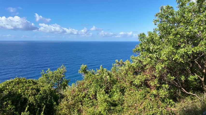 Ocean horizon framed by coastal shrubs.