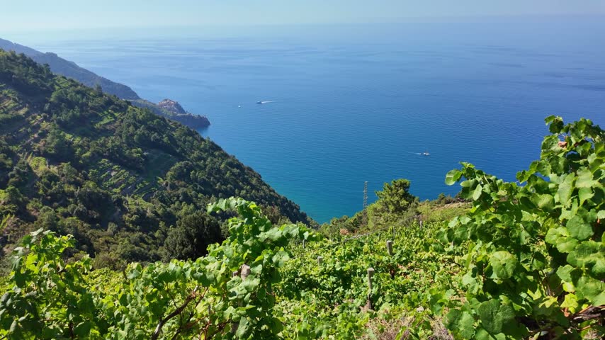 Vineyard terraces on a hillside above the sea. Cinque Terre.