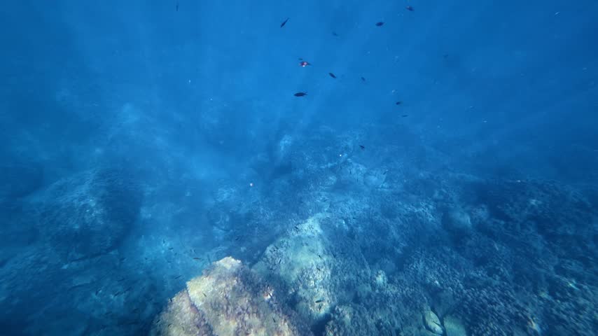 Small fish swimming above a rocky seafloor.