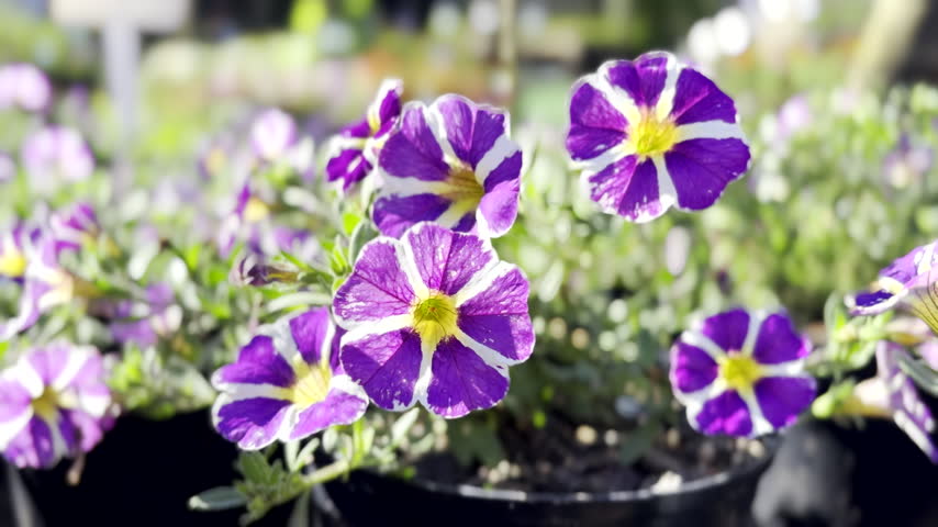 Close-up view of pretty purple petunia flowers moving in breeze at nursery