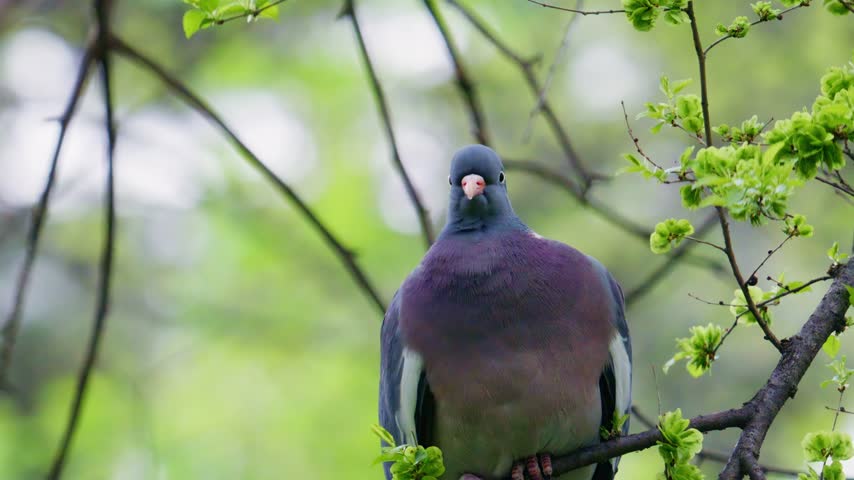 Close up common wood pigeon perching on tree branch, vibrant green leaves surround bird, natural habitat, wild animal, nature scene, beautiful footage.