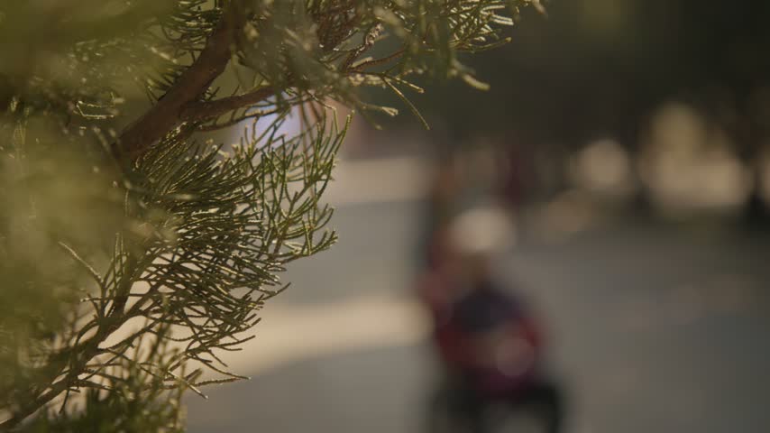 Pine Branches in Sunlight With People Walking in Park, Beijing, China