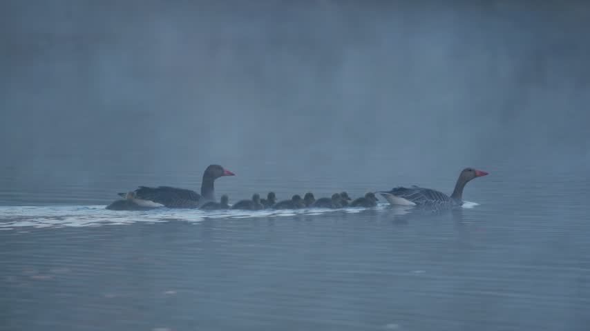 Adult geese lead their many goslings swimming in a line on a calm lake surface in the early morning mist