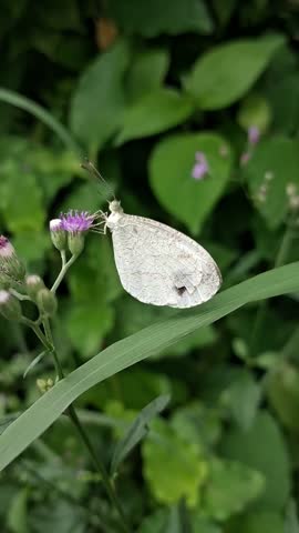 Beautiful White Leptosia Nina or Psyche Butterfly on Purple Flowers