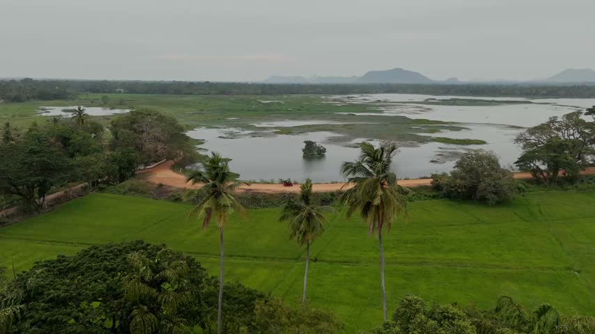 Cinematic aerial drone shot flying forward between green palm trees revealing a vast lake dirt road and rice fields in Tissamaharama Sri Lanka