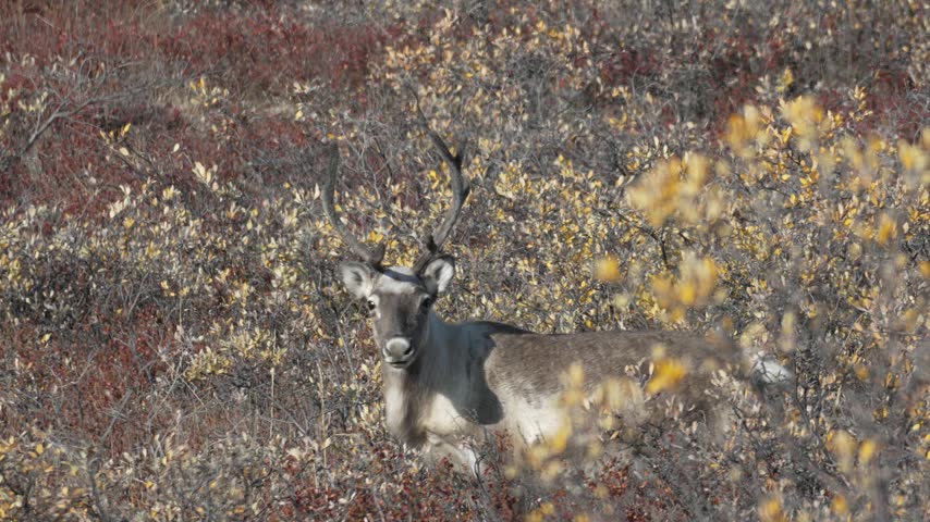 Reindeer Looking Toward Camera in Kangerlussuaq Tundra, Greenland