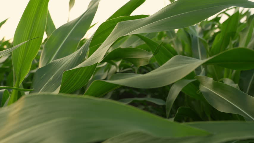 Low-angle point of view shot moving through rows of corn plants. Green leaves glowing in the warm light of the setting sun on a farm