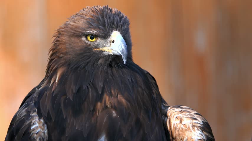 Powerful golden eagle close-up shot, intense yellow eyes, dark brown feathers, light beak, watching surroundings, beautiful raptor bird, hunting, powerful predator, wild nature, slow motion clip.