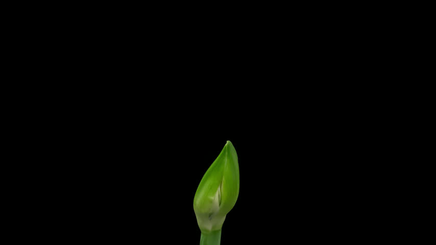 Time lapse of blooming pink Amaryllis (Hippeastrum) flower, isolated on pure black background