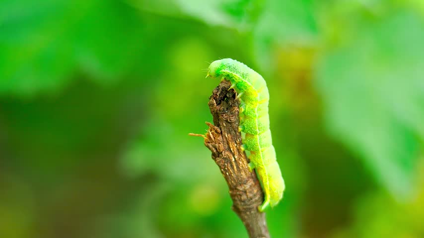 Macro shot of bright green moth larva moving slowly on wooden stick outdoors. Beautiful insect wildlife clip featuring vibrant colors and smooth motion in natural garden setting.